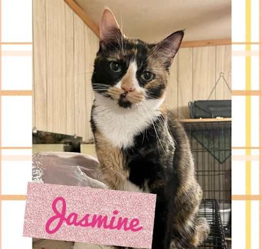 Photo of Jasmine