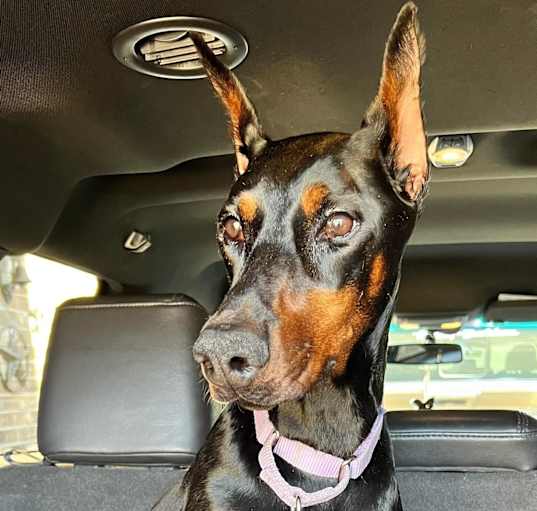 Photo of Marlie