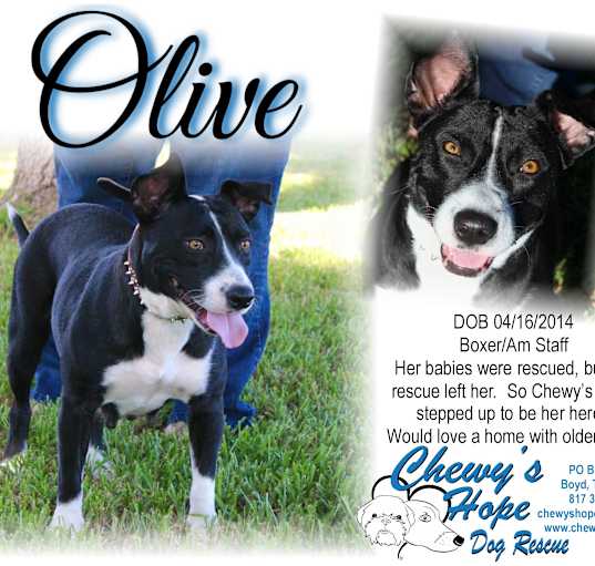 Photo of Olive