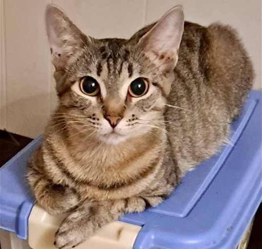 Photo of Nugget