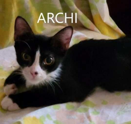 Photo of Archi