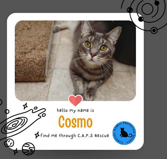 Photo of Cosmo