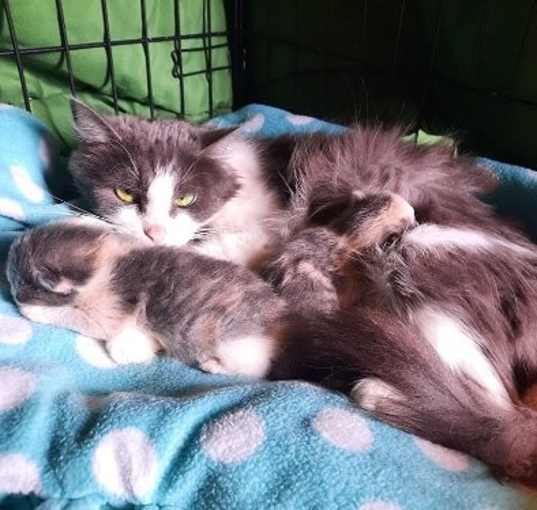 Photo of Shadow