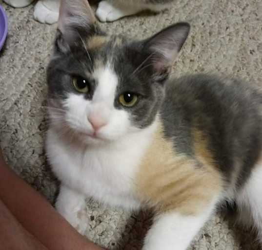 Photo of Sarafina