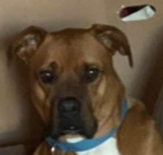 Photo of Chevy