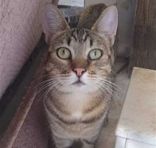 Photo of Loki