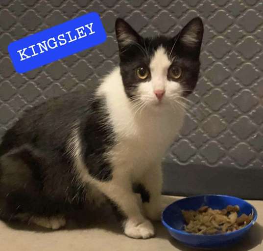 Photo of Kingsley