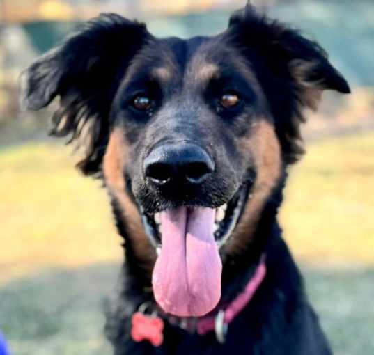 Photo of Daisy Ann - Foster or Adopt Me!