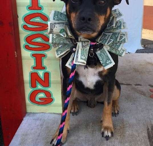 Photo of Roscoe