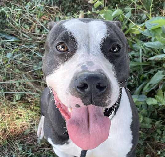Photo of Arlo