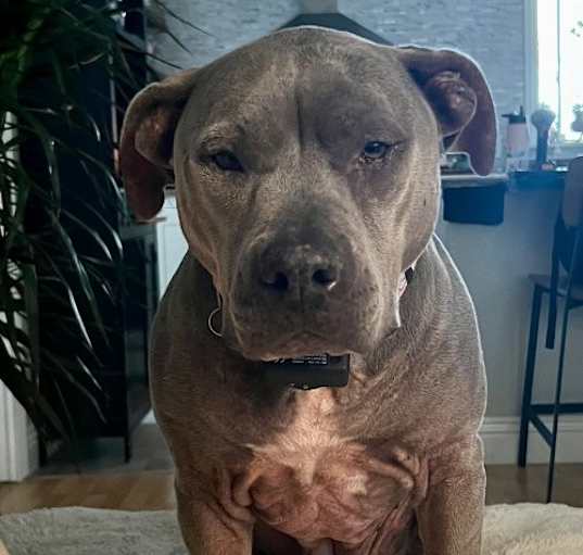 Photo of Dixie