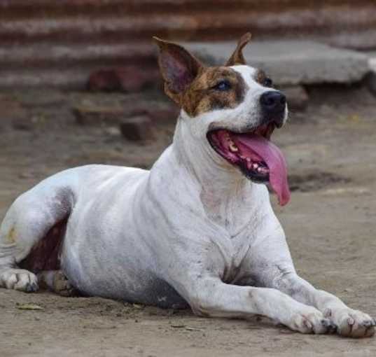 Photo of Diva