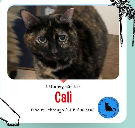 Photo of Cali