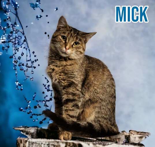 Photo of Mick (Fleetwood)