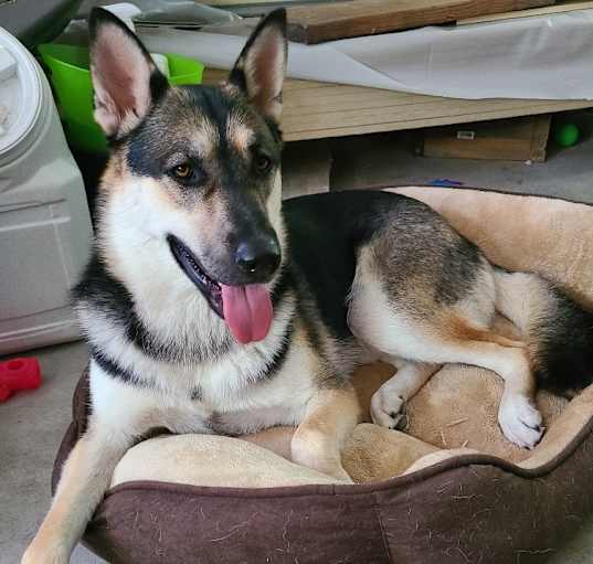 Photo of Beau