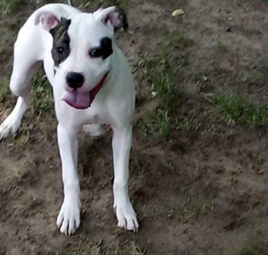 Photo of Bella