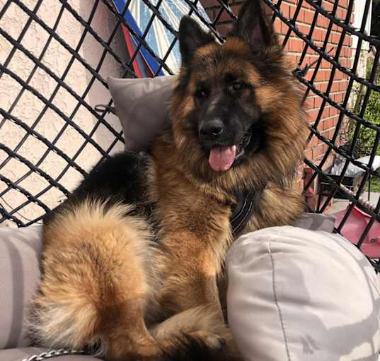 Photo of Milo