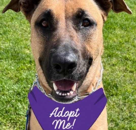 Photo of Xena - Foster or Adopt Me!