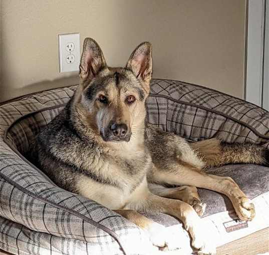 Photo of Lacey