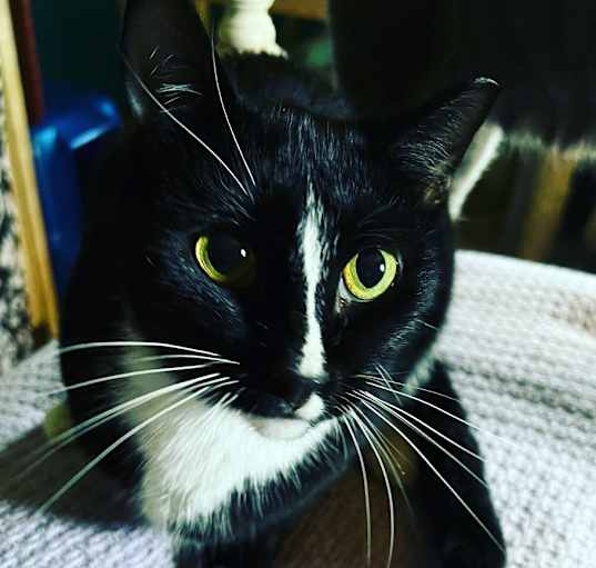 Photo of MELODY-shy tripod born 11/2020