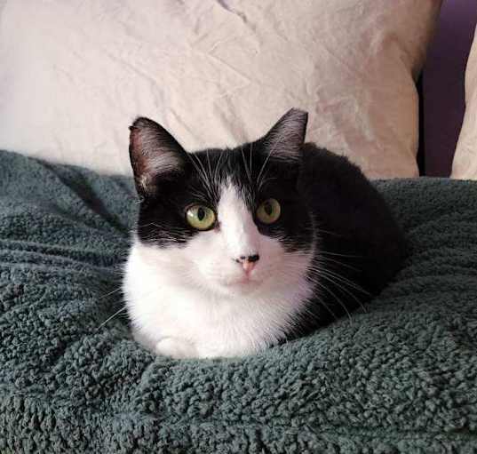 Photo of Dulce