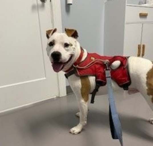 Photo of Odie