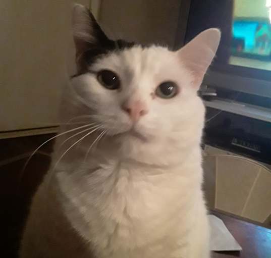 Photo of Oreo 