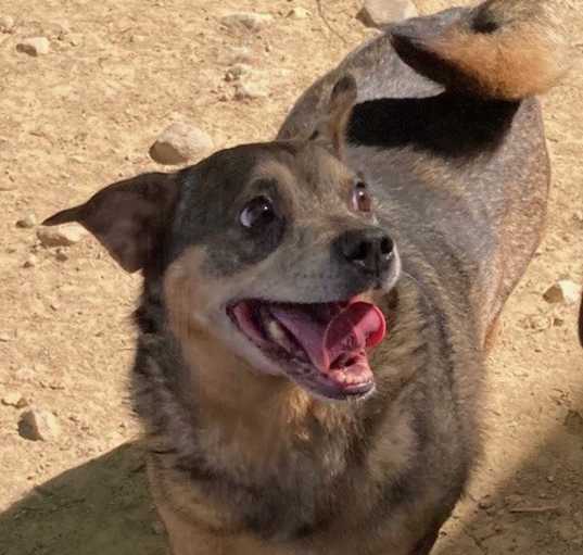 Photo of Sweetie