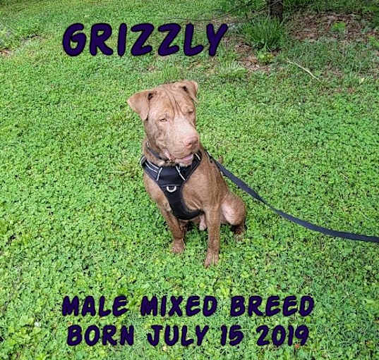 Photo of Grizzly