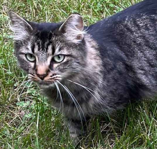 Photo of Newton