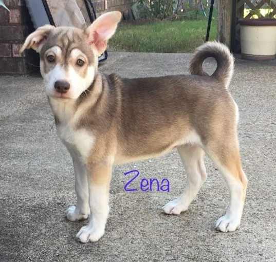 Photo of Zena