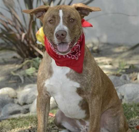 Photo of Apache