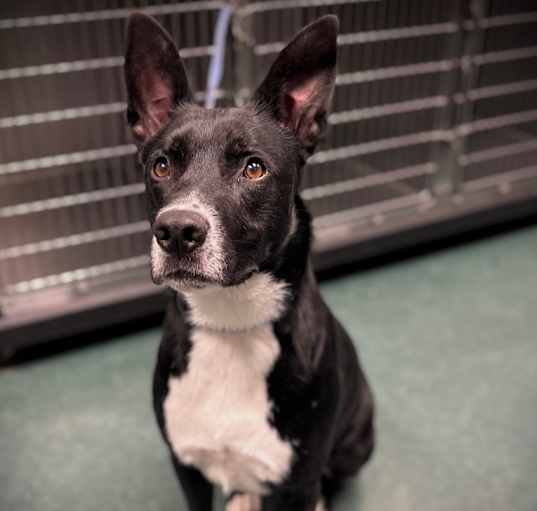 Photo of Dobby