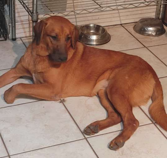 Photo of Gracie