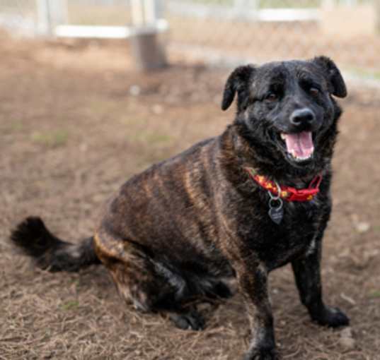 Photo of Chico
