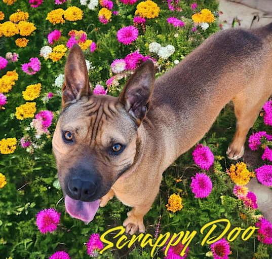 Photo of Scrappy Doo