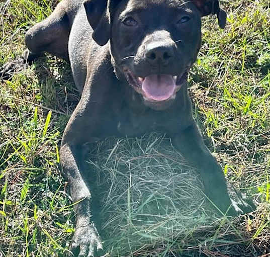 Photo of Dolly
