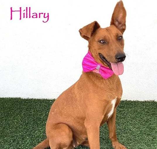 Photo of Hillary