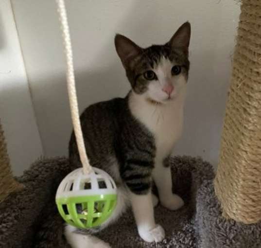 Photo of Dexter
