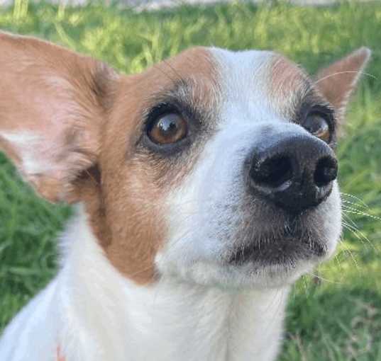 Photo of Bugsy