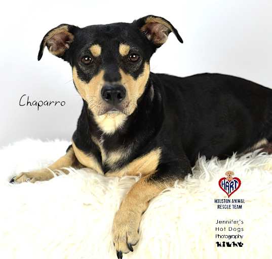 Photo of Chaparro