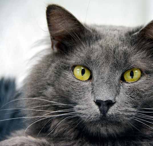 Photo of SMOKIE