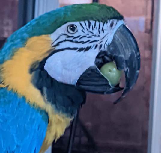 Photo of Annie The BlindBlueNGold Macaw