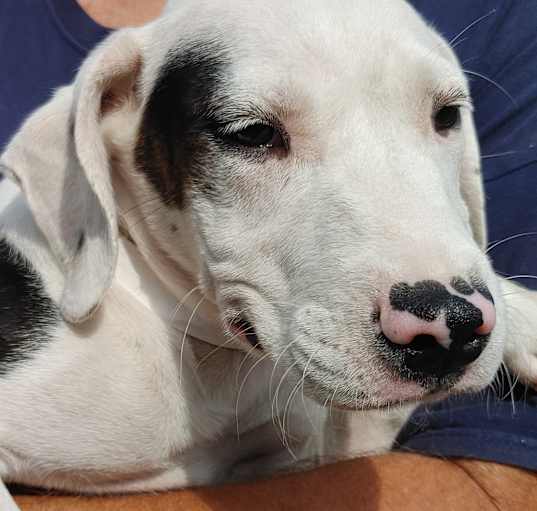 Photo of Kylo
