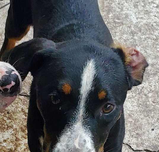 Photo of Levi
