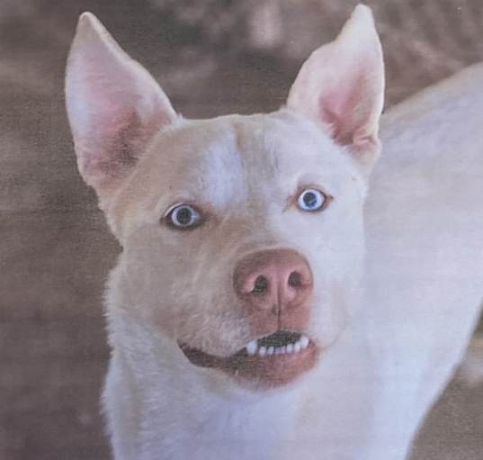 Photo of Spark