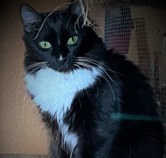 Photo of Friskey