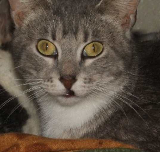 Photo of Kitty