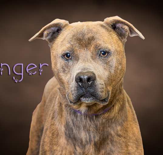 Photo of Ranger