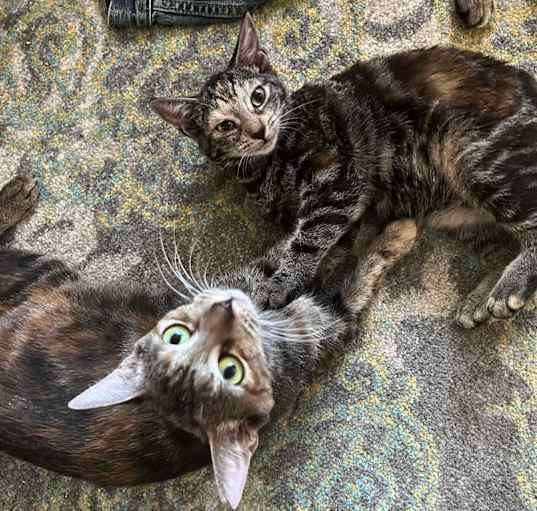 Photo of Cinnamon & Stormy